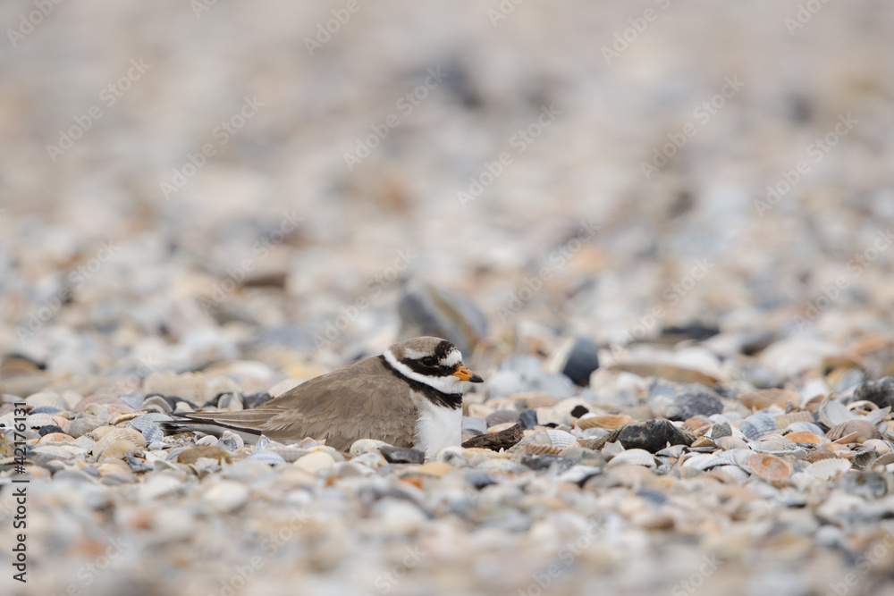 Sandregenpfeifer, Common ringed plover, Charadrius hiaticula Sandregenpfeifer, Common ringed plover, Charadrius hiaticula