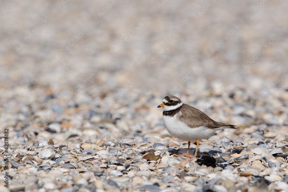 Sandregenpfeifer, Common ringed plover, Charadrius hiaticula Sandregenpfeifer, Common ringed plover, Charadrius hiaticula