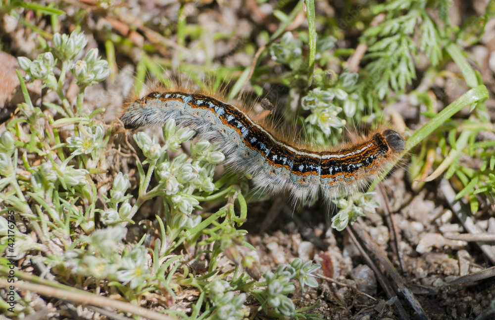 Thaumetopoea pityocampa