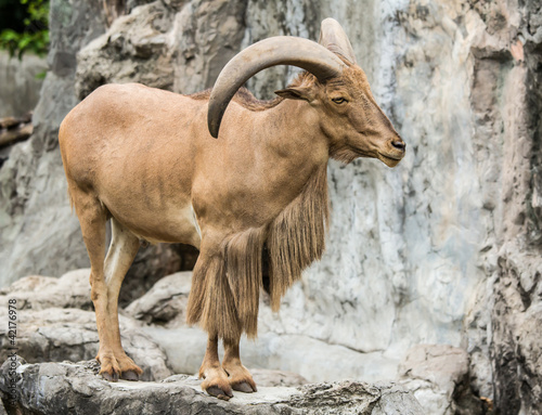 Barbary Sheep