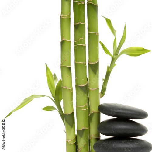Fototapeta Naklejka Na Ścianę i Meble -  young green bamboo and pile black stones