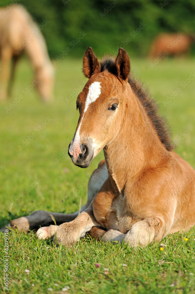 Colt Colt