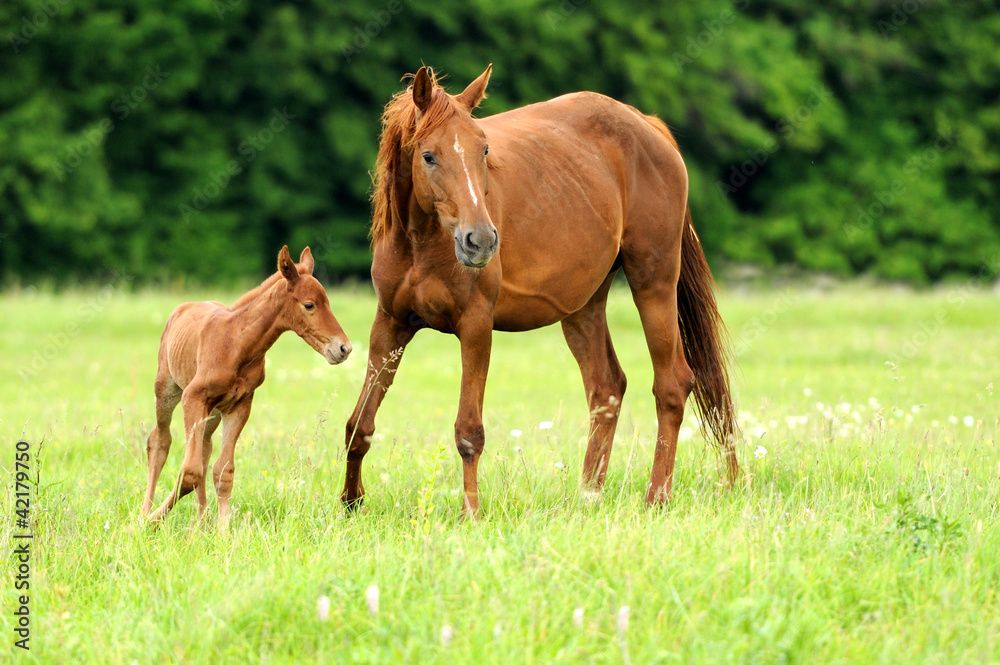 Fototapeta premium Horses