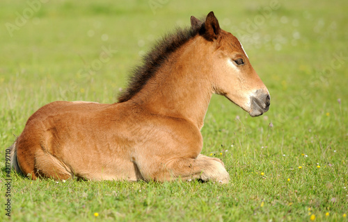 Colt
