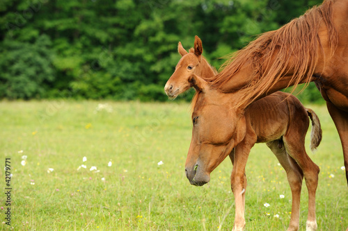 Horses