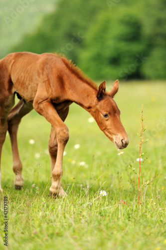 Baby horse. 1 day