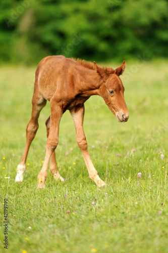 Baby horse. 1 day © byrdyak