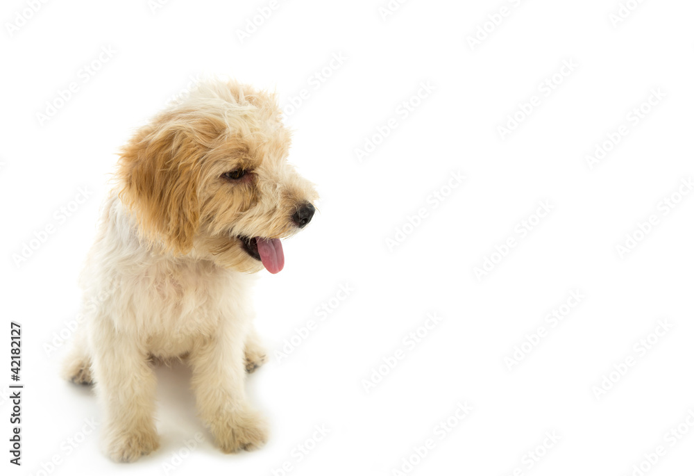 Puppy dog isolated on  white background