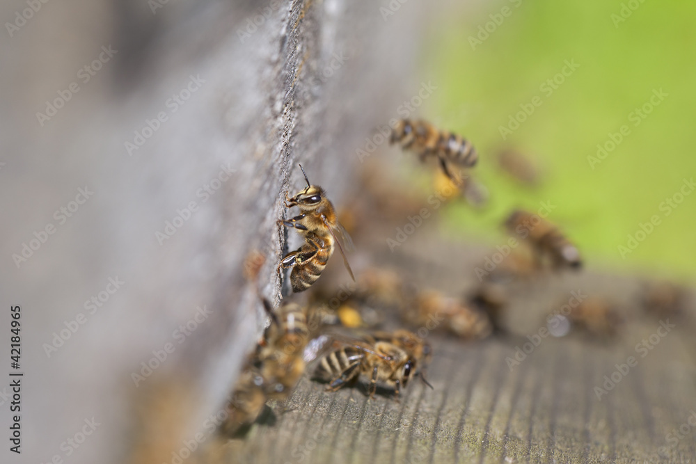 Old hive entrance. Old hive entrance.