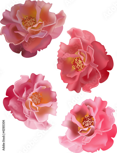 four pink isolated roses