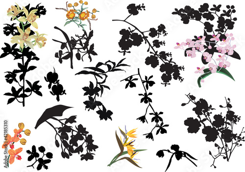 collection of color and black orchid flowers