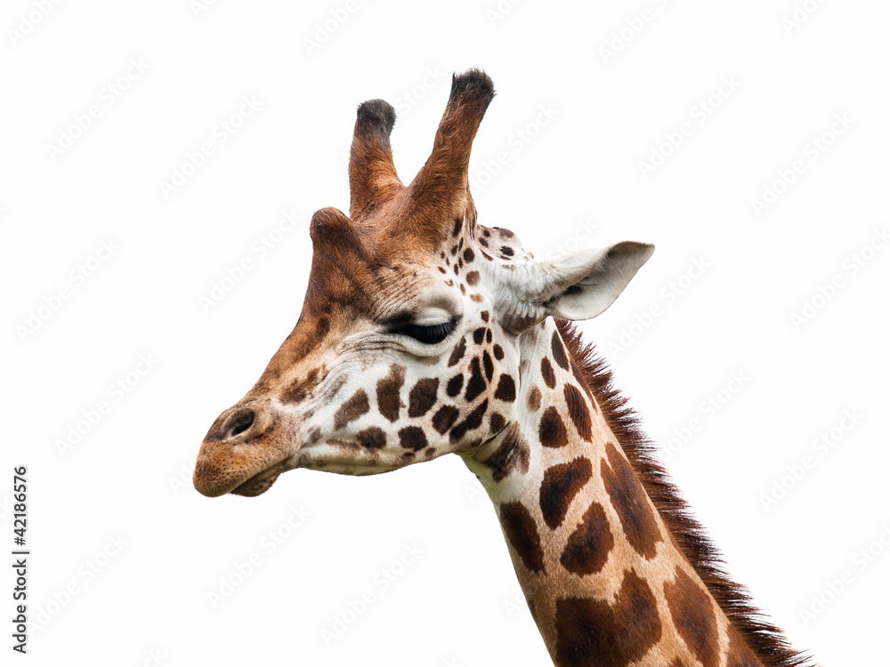 Giraffe head Giraffe head