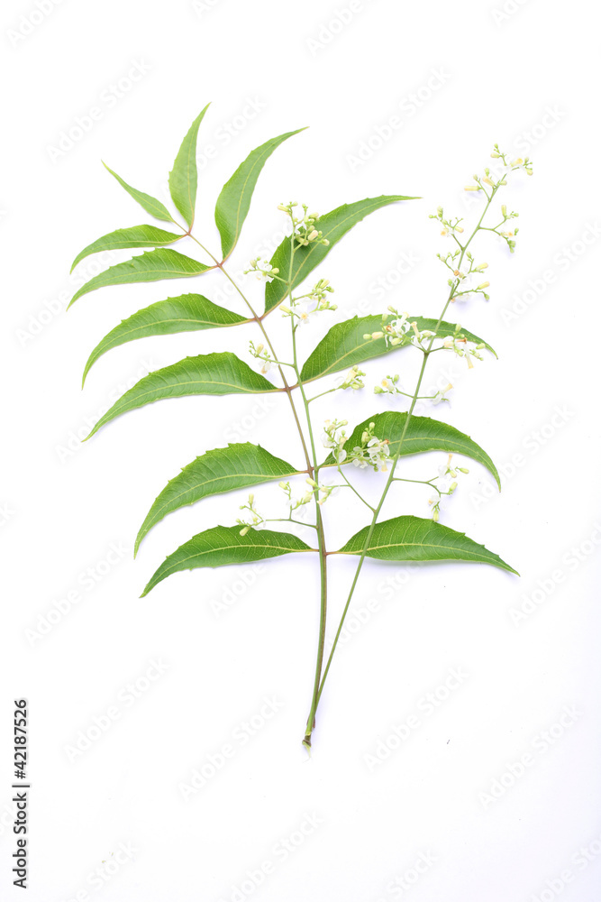 Fototapeta premium Azadirachta indica -Neem leaves and flowers