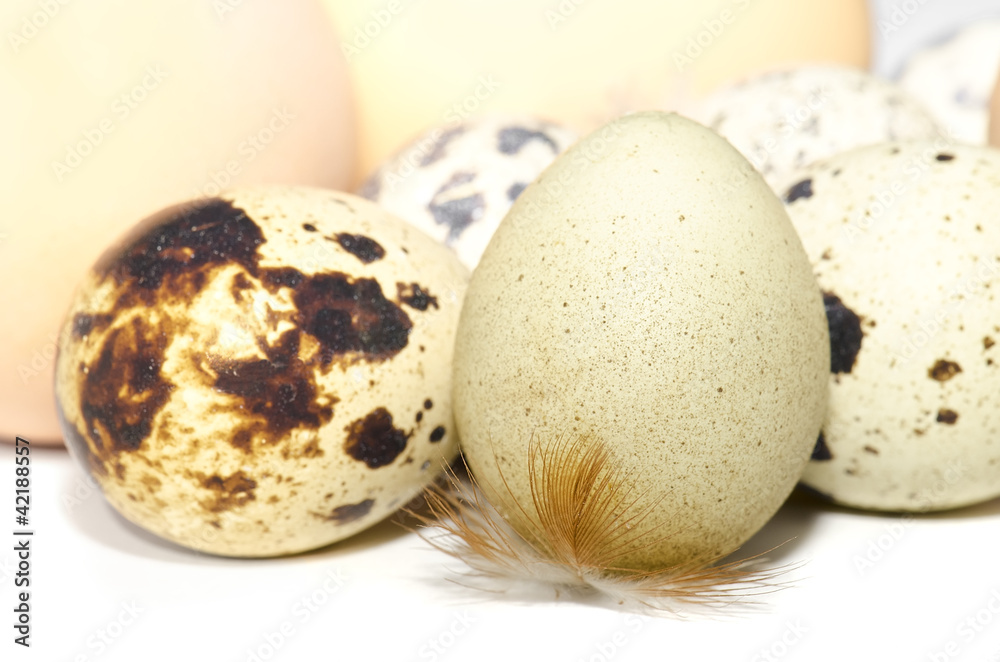 Obraz premium Quail eggs