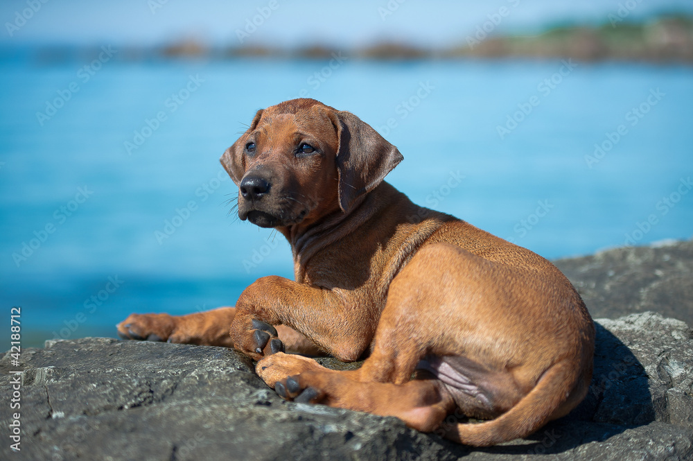 Cute rhodesian ridgeback puppy at the sea Cute rhodesian ridgeback puppy at the sea