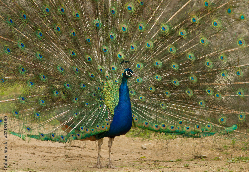 Obraz premium peafowl displaying