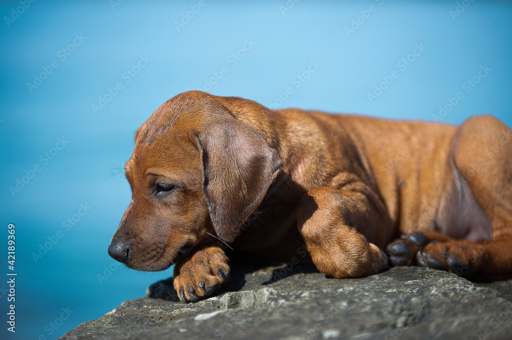 Cute rhodesian ridgeback puppy at the sea