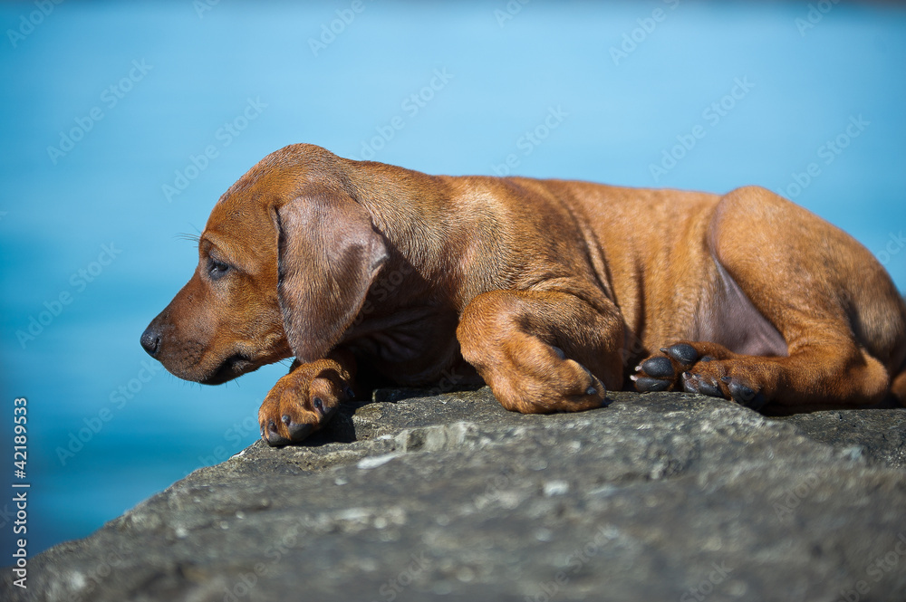Cute rhodesian ridgeback puppy at the sea Cute rhodesian ridgeback puppy at the sea
