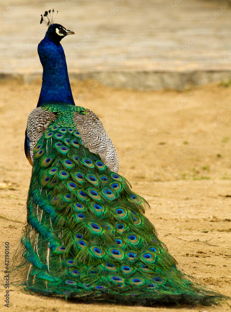Obraz premium peafowl