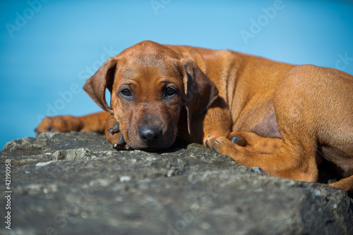 Cute rhodesian ridgeback puppy at the sea