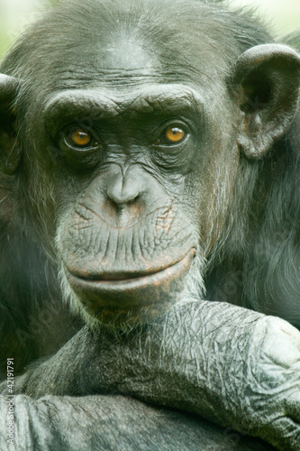 chimpanzee portrait