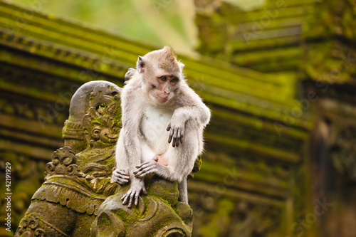 Photography monkey sitting on the old statue in temple