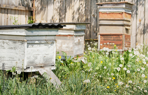 Beehives in the apiary