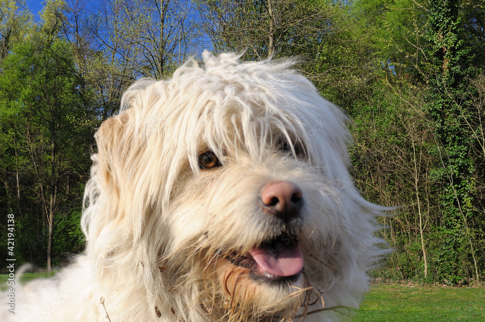 Pastore bergamasco