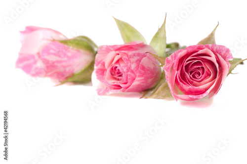 bouquet of beautiful roses on white background