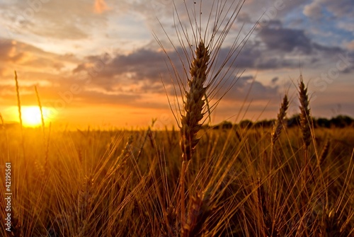 wheat field at the evening