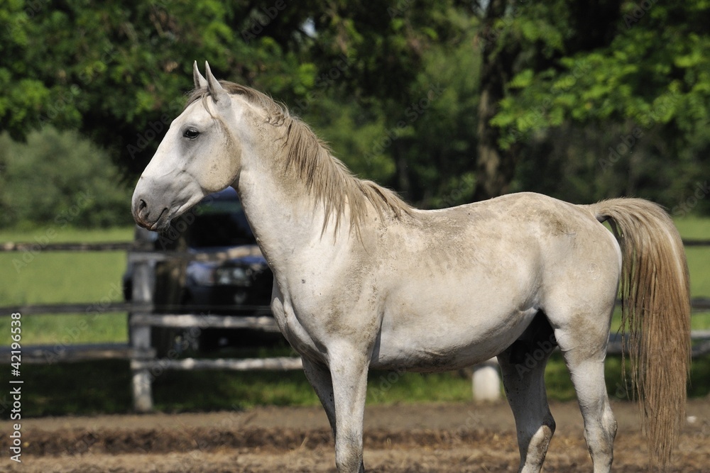 Obraz premium Dirty Lipizzaner stallion
