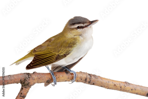 Cuadro en lienzo Closeup of a female gold finch