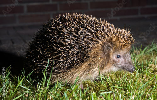 Hedgehog in garden