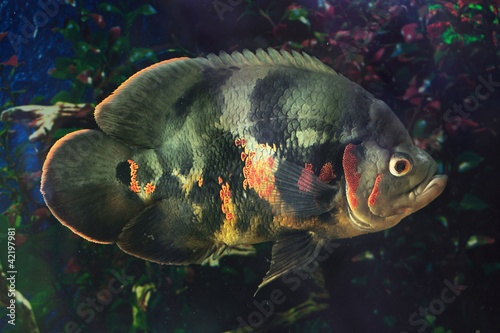 Astronotus ocellatus photo