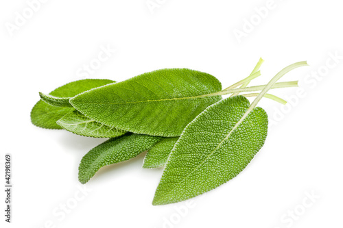 Sage leaves