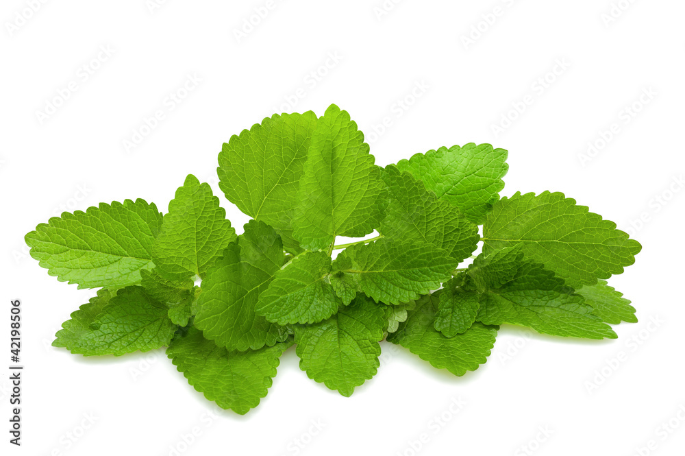 lemon balm lemon balm