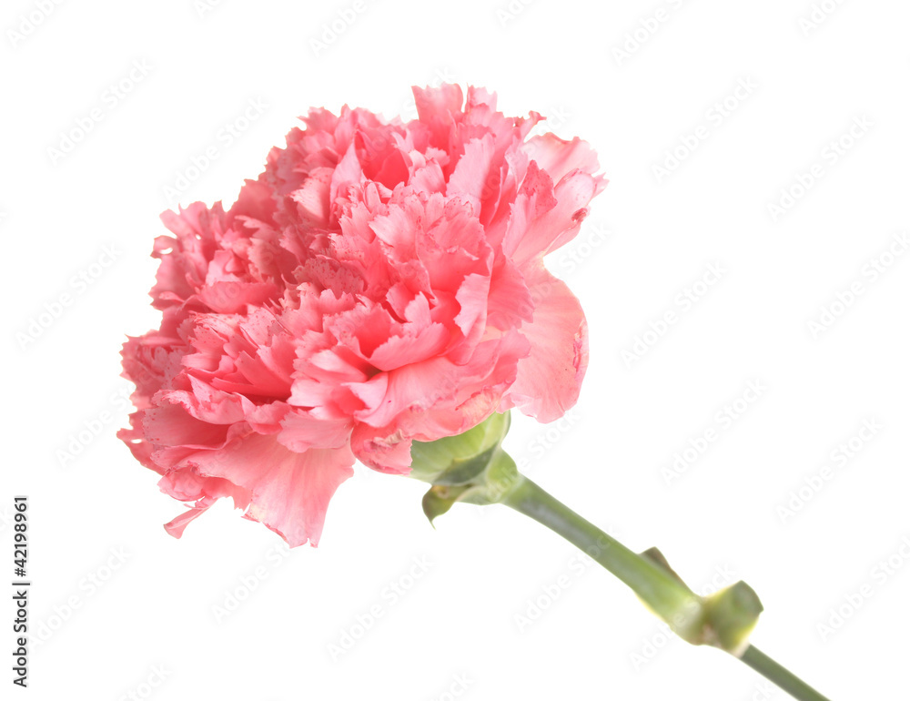 Pink carnation isolated on white Pink carnation isolated on white