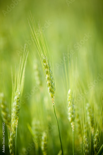 young green wheat