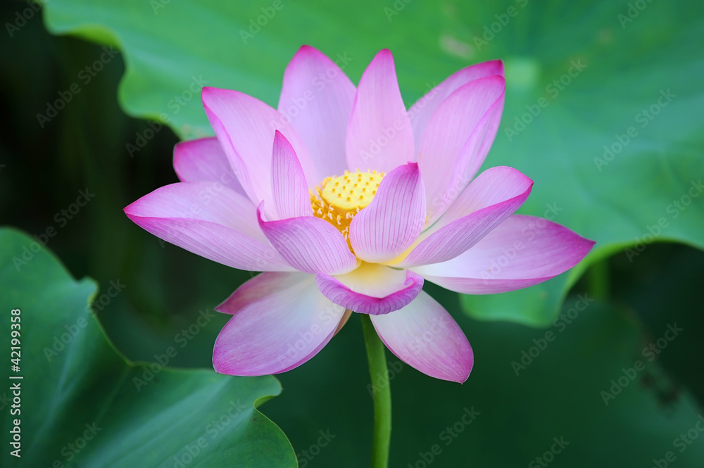 blooming lotus flower