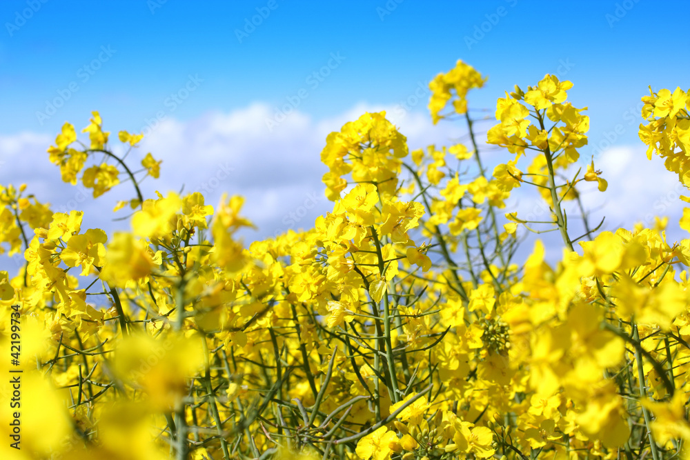 Obraz premium Beautiful fields of rape in Springtime