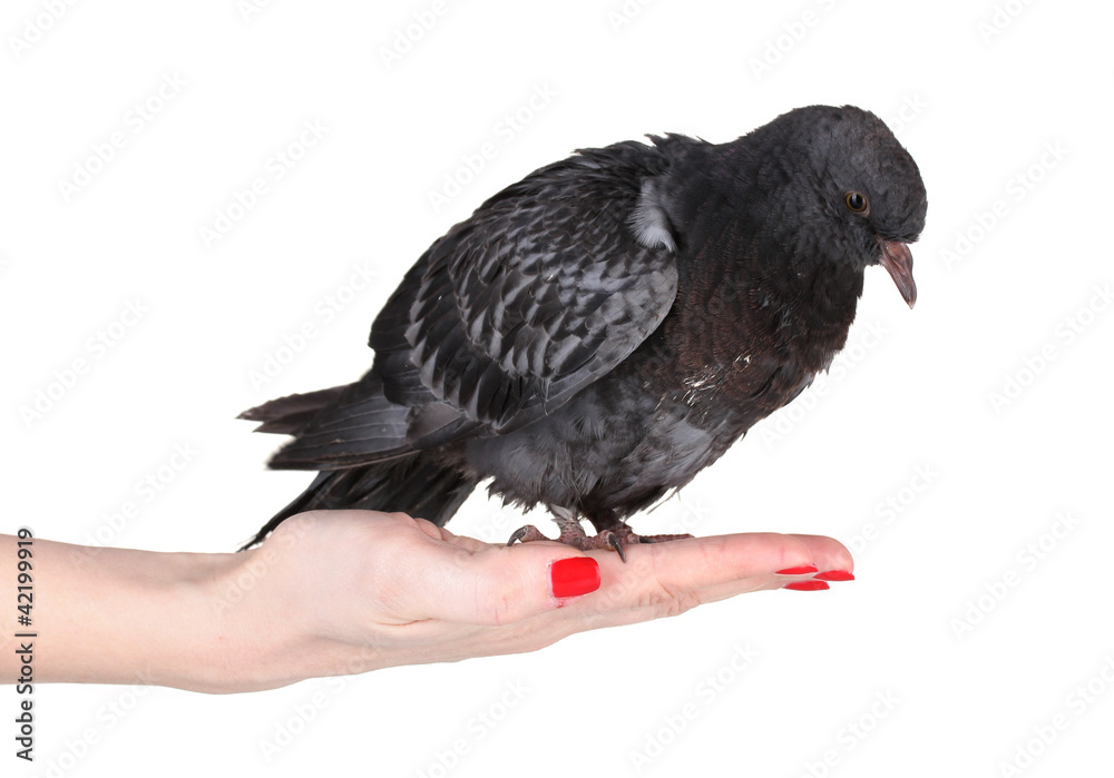 Fototapeta premium beautiful gray pigeon in hand isolated on white