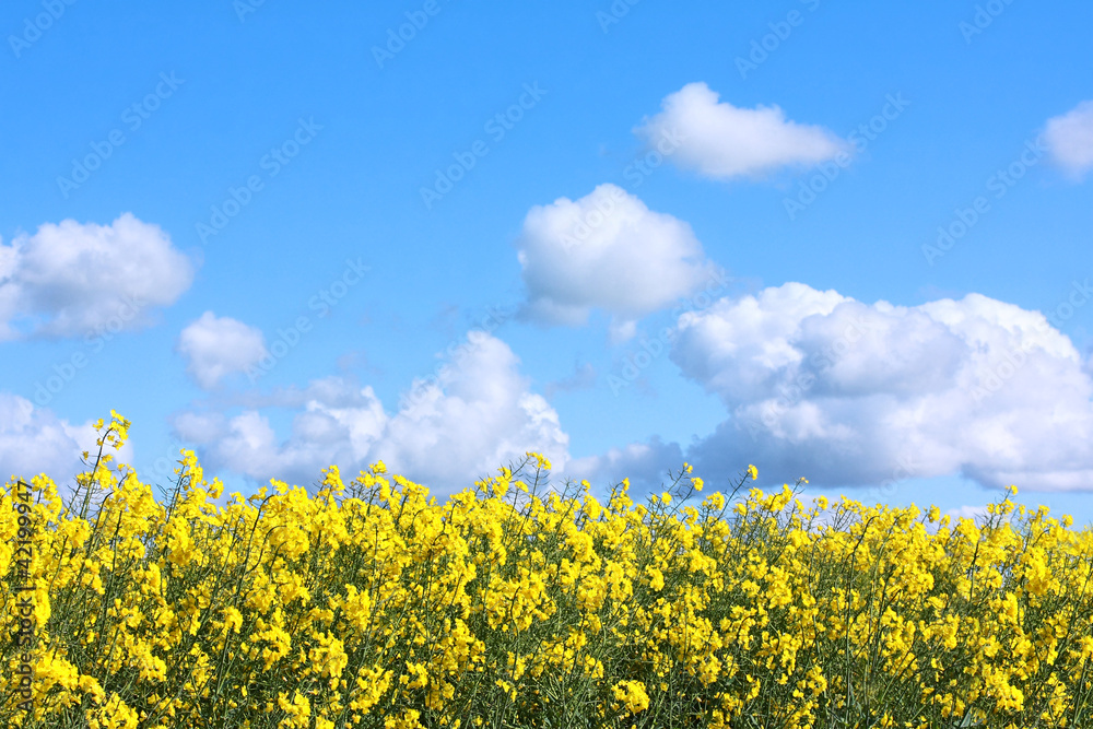 Beautiful fields of rape in Springtime Beautiful fields of rape in Springtime