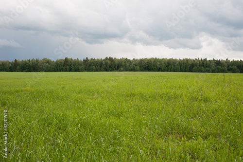 Grass field with forest on the background