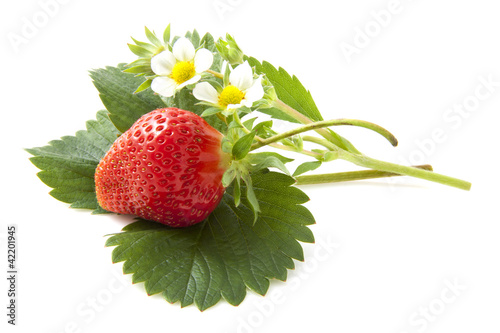 Wild strawberry photo