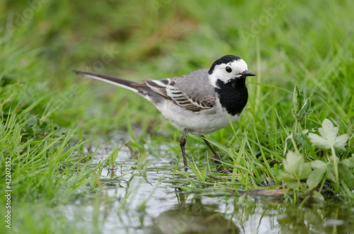 Bachstelze, White wagtail, Motacilla alba
