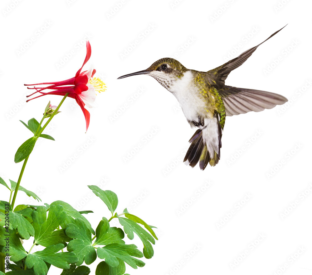 Naklejka premium Columbine Quaff