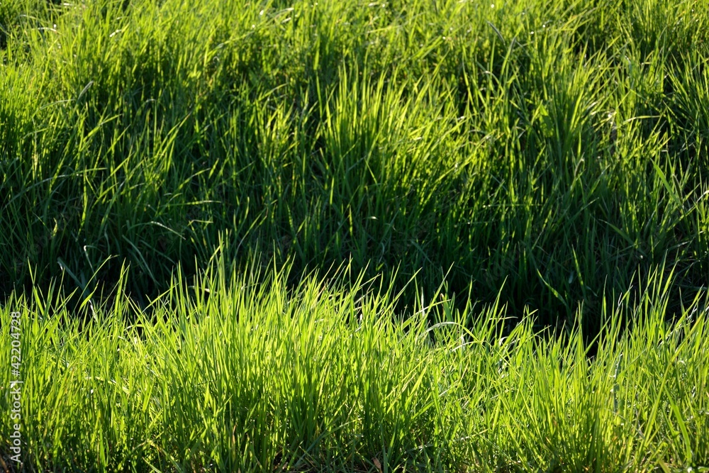 Grass Grass