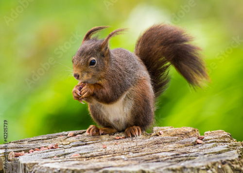 Red Squirrel (Sciurus vulgaris) photo