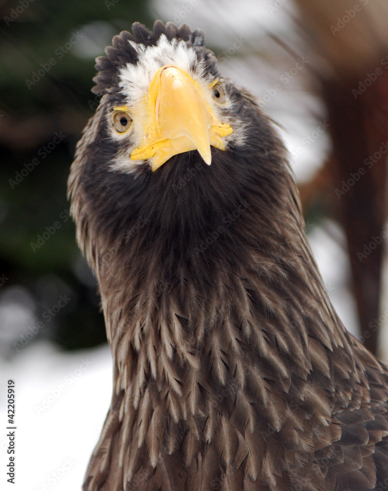 Fototapeta premium Wondered Eagle