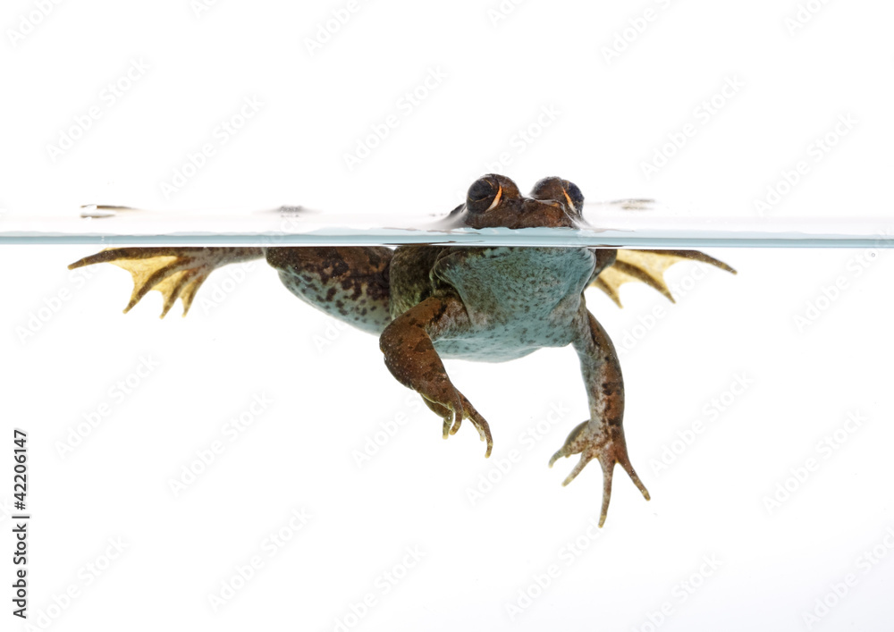 Naklejka premium common frog